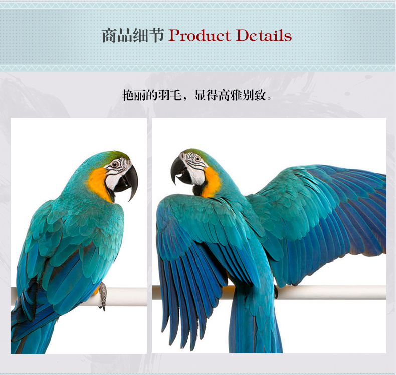 歐式輕奢動(dòng)物組合掛畫 臥室餐廳裝飾畫晶瓷畫  純手繪油畫 金剛鸚鵡
